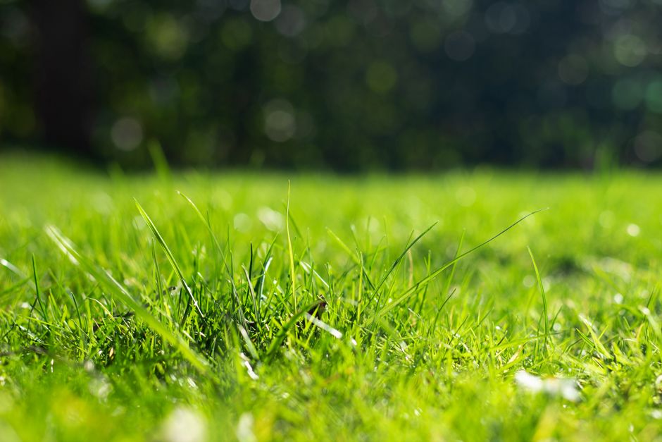 Close-up view of a well-maintained lawn with lush, vibrant green grass blades of varying lengths, some slightly bent, interspersed with small tufts of moss and soil patches visible in the foreground. 