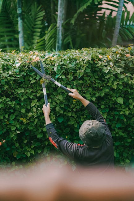 A person wearing a dark long-sleeved shirt and a grey cap is trimming a dense, neatly maintained hedge with a pair of large pruning shears. The hedge consists of small, oval-shaped green leaves and ru